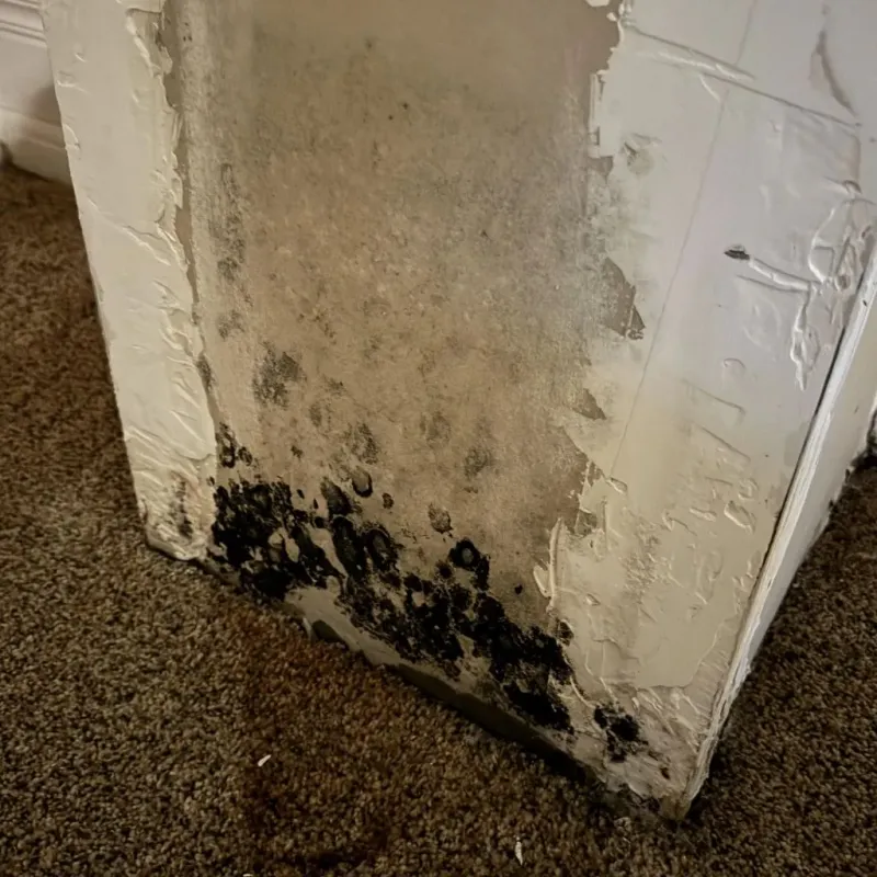 Professional Mold Removal in Norris, TN